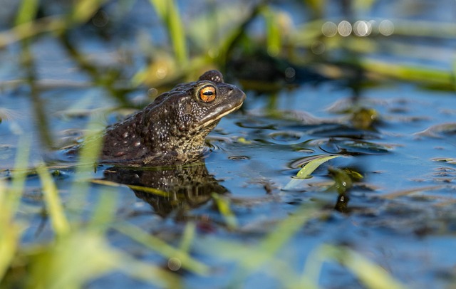 Free Toad Frog photo and picture