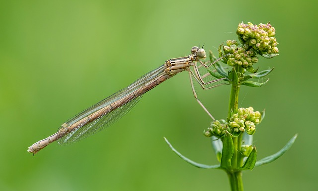Free White-Legged Damselfly White-Legged photo and picture