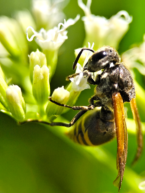 Abeja, Insecto, Alas, Flor, Polinización