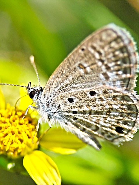 Mariposa, Flor, Insecto, Naturaleza