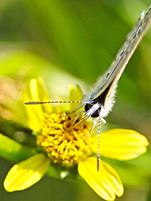 Mariposa, Flor, Insecto, Naturaleza