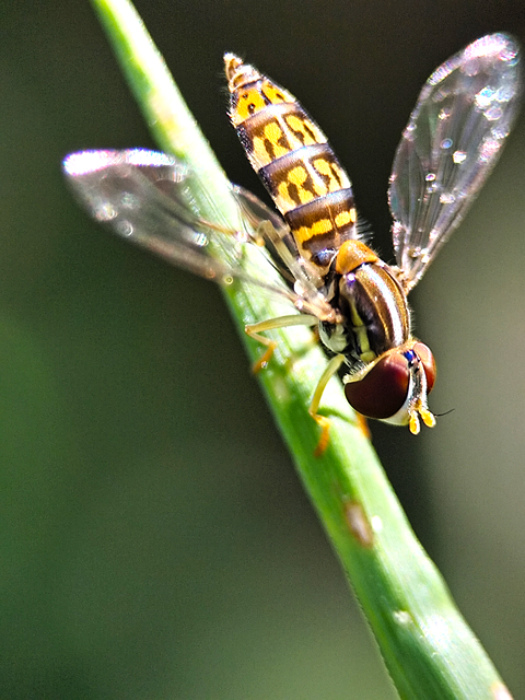 Insecto, Naturaleza, Alas, Macro