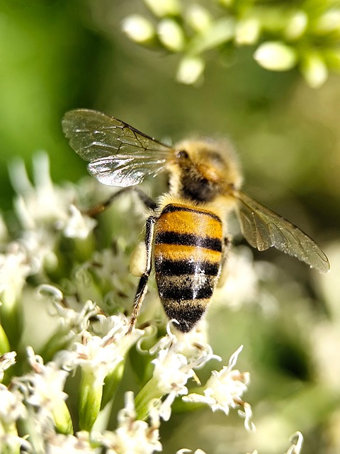 Flor, Insecto, Naturaleza, Alas, Macro