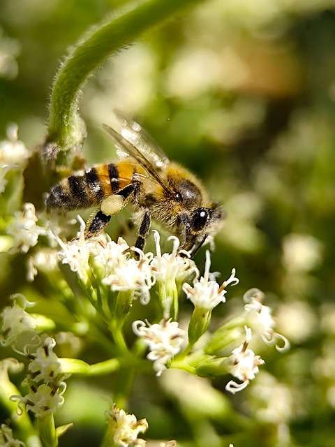 Flor, Insecto, Naturaleza, Alas, Macro