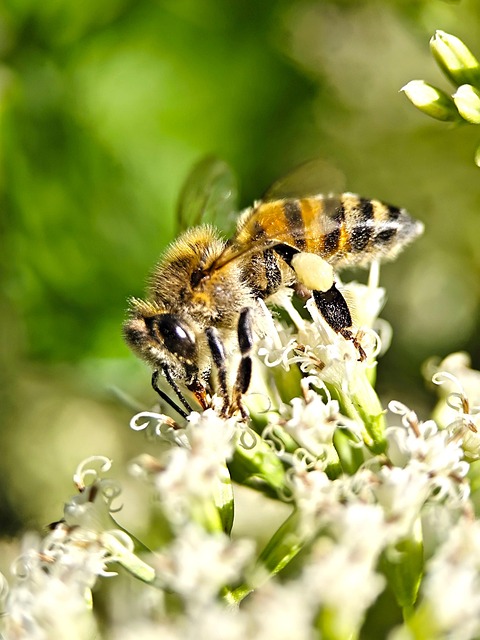 Flor, Insecto, Naturaleza, Alas, Macro