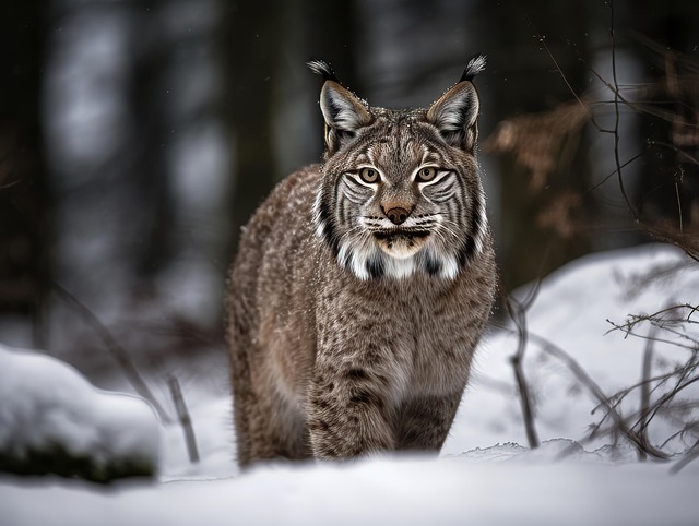 Free Lynx Nature illustration and picture