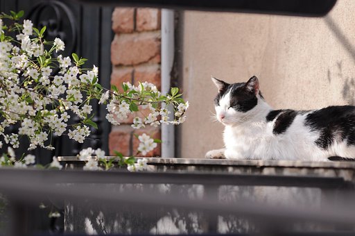 Free Contemplation Of Sakura photo and picture