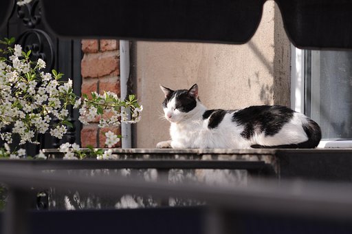 Free Contemplation Of Sakura photo and picture