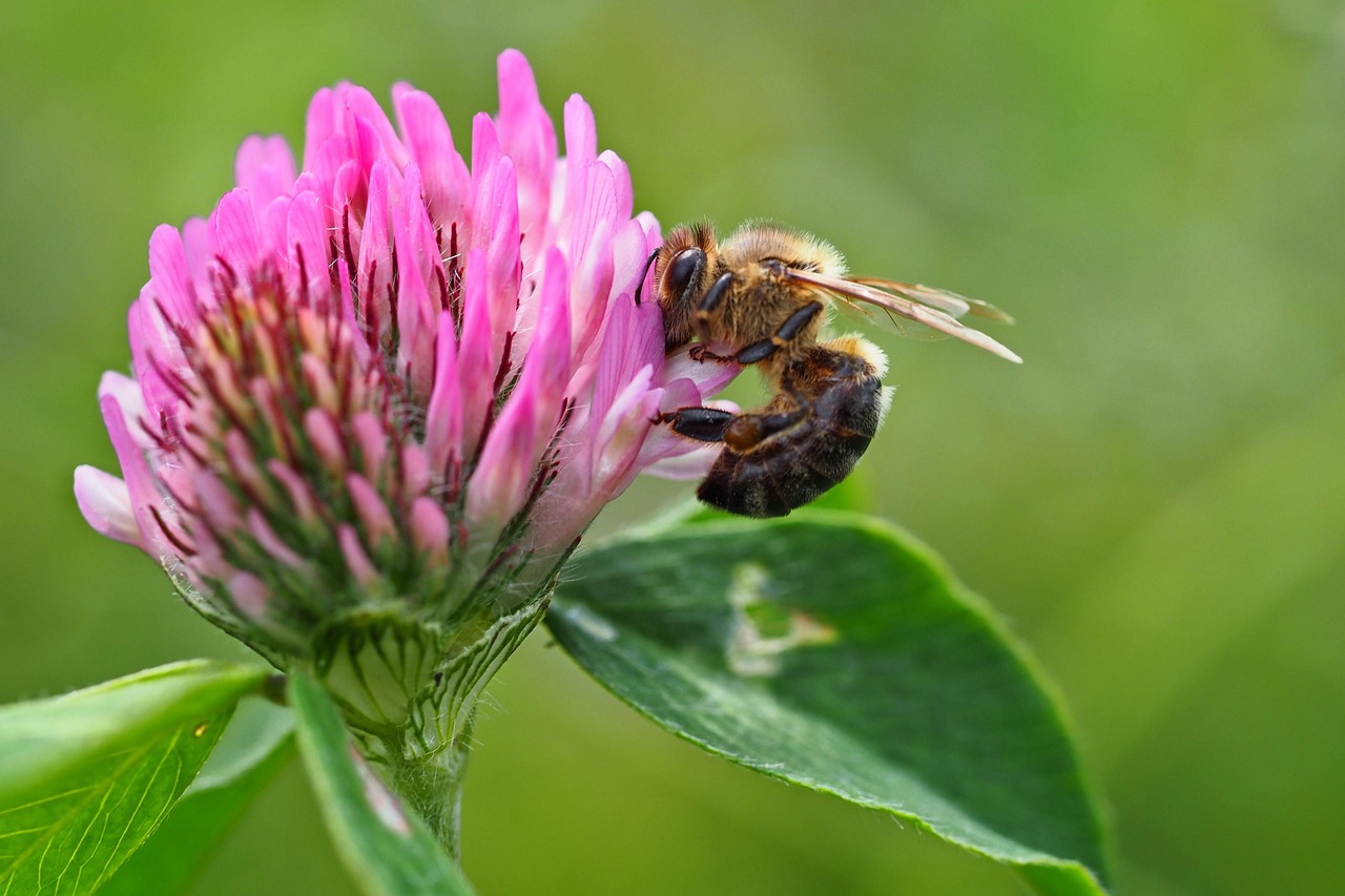 Pollinisation Insecte Abeille - Photo gratuite sur Pixabay - Pixabay