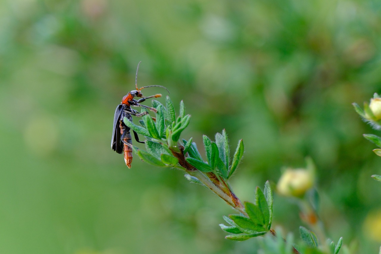 蟊 甲虫 无脊椎动物 - Pixabay上的免费照片 - Pixabay