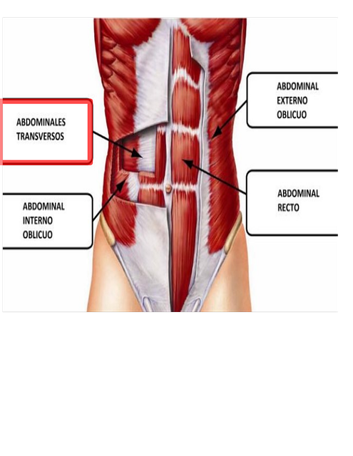 Free Musculo Fitness illustration and picture