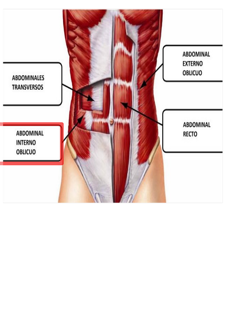 Free Fitness Body illustration and picture