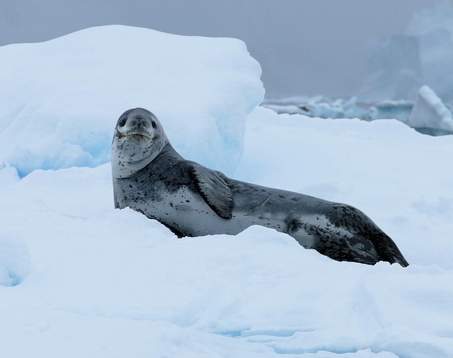 Free Animal Leopard Seal photo and picture