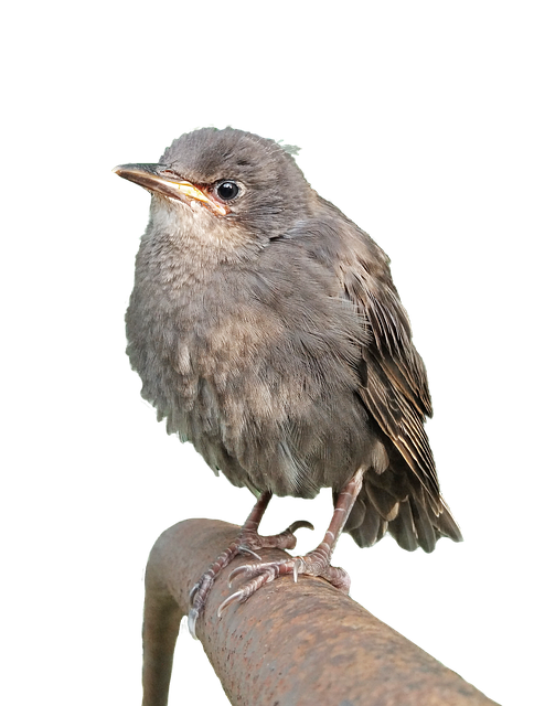 Gemeiner Star, Vogel, Star, Babystar