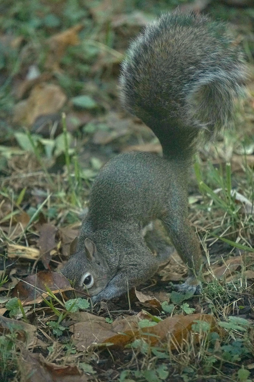 Wildlife Outside Nature - Free photo on Pixabay - Pixabay