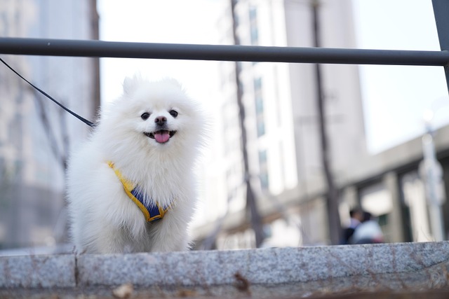 Free Puppy Pomeranian photo and picture