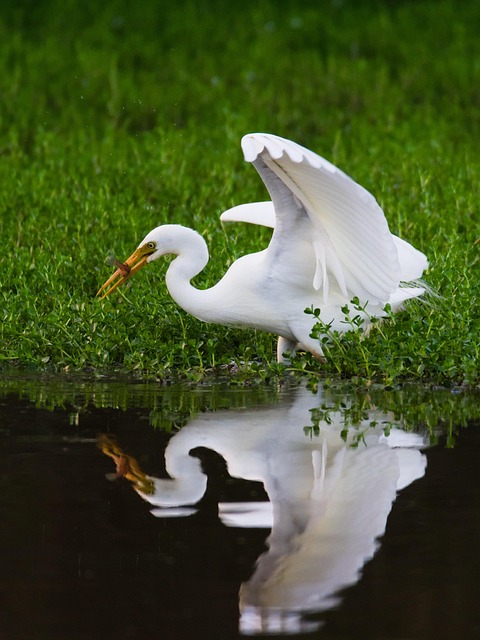 Free Egret Reflection photo and picture