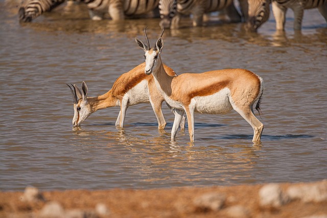 Antidorcas Marsupialis, Bóvidos, Etosha