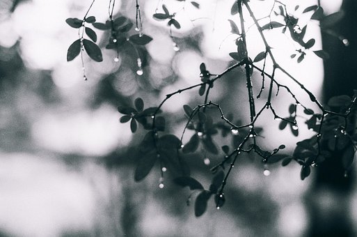 Regen, Natur, Wasser, Nass, Regnet