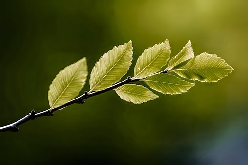 Free Leaf Green illustration and picture