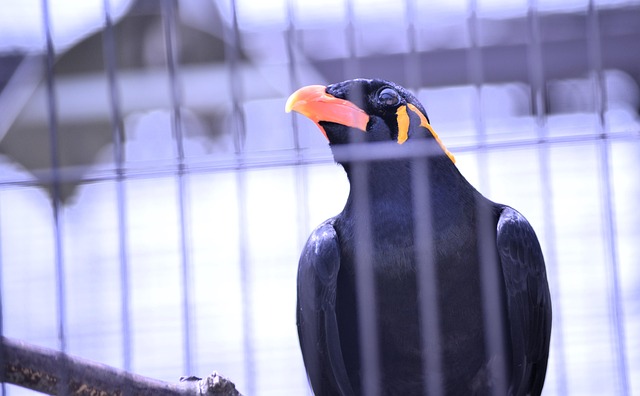 Bird Mynah Eye - Free photo on Pixabay - Pixabay