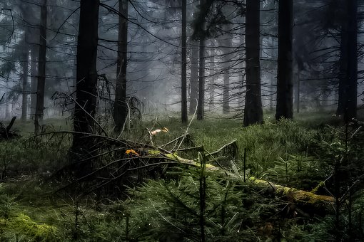 Free Tree Nature illustration and picture