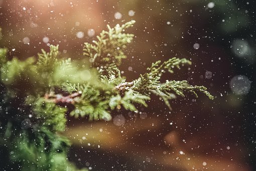 Free Winter Nature illustration and picture