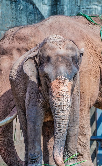 Free Animal Elephant photo and picture