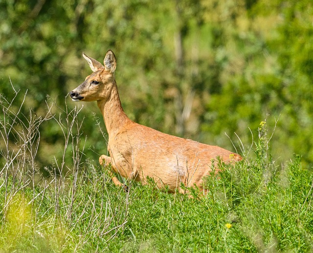 Free Roe Deer Chevreuil Roe photo and picture