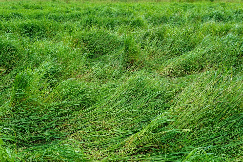 Prairie Vert - Photo gratuite sur Pixabay - Pixabay