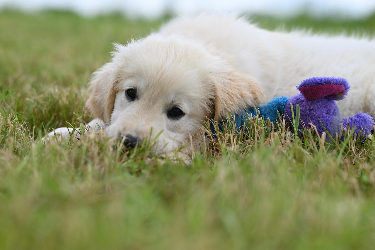 Dog - free online jigsaw puzzle photo