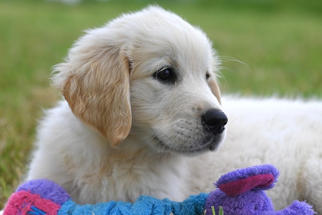 Dog, golden retriever, pet and puppy — photo by JACLOU-DL