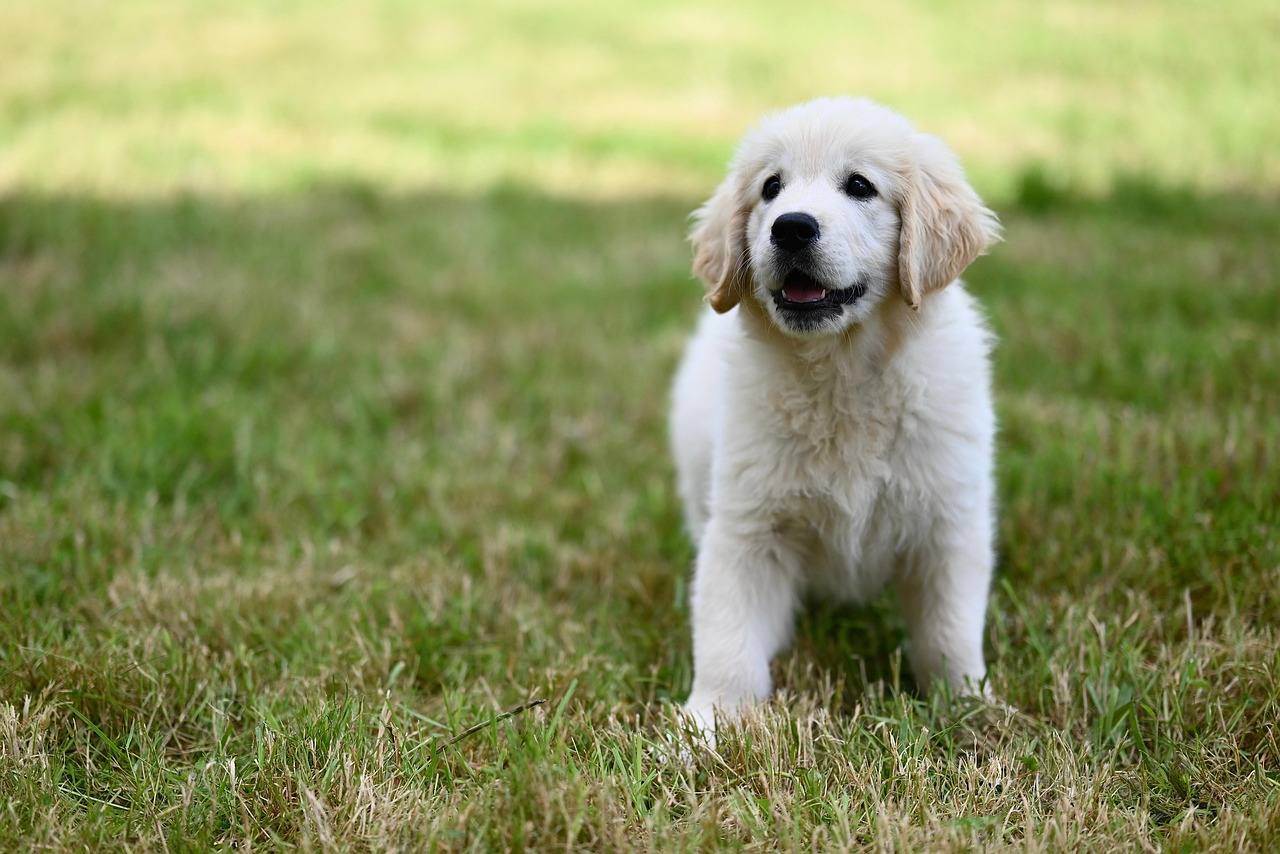 Dog - free online jigsaw puzzle photo