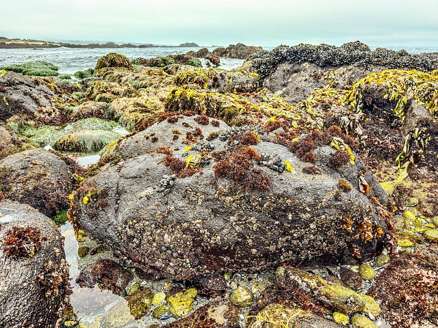 tide pool, pacific grove, nature — photo by gabiguillen
