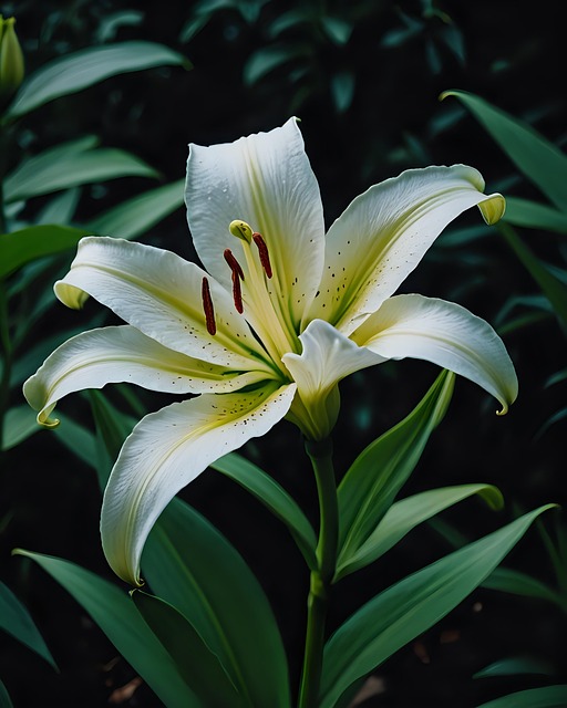 Free Lily Flower photo and picture