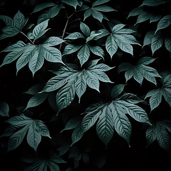 Free Profile Dark photo and picture