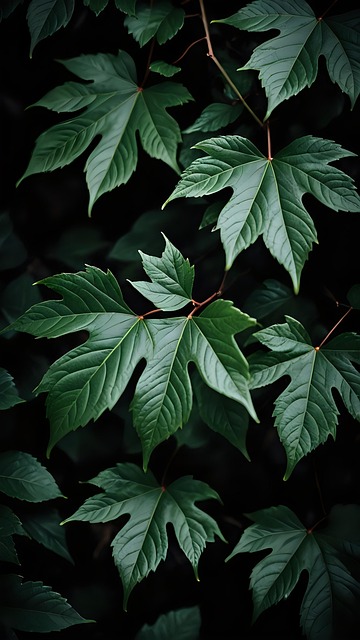 Free Dark Forest photo and picture