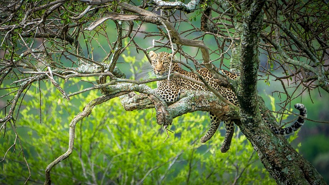 Tier, Leopard, Säugetier, Spezies, Fauna