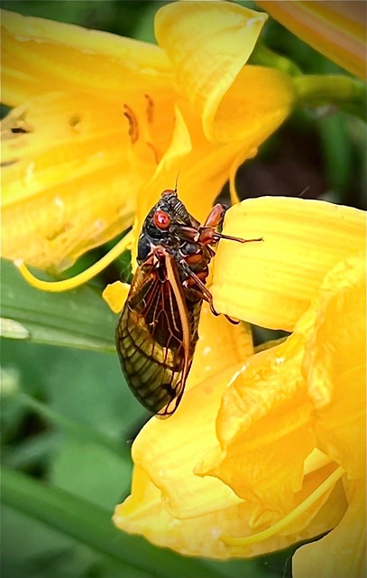Free Cicada Insect photo and picture