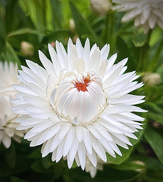Free Strawflower White Flower photo and picture