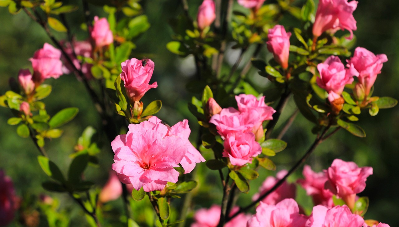 Flowers Azalea - Free photo on Pixabay - Pixabay