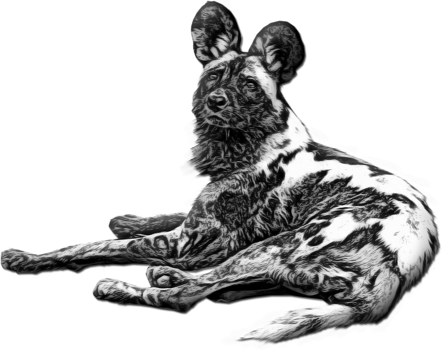 Download Wild Dog, Dog, Animal. Royalty-Free Stock Illustration Image