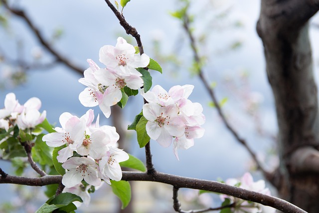 Blumen, Blütenblätter, Baum, Blätter