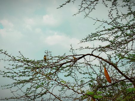 Free Tree Nature photo and picture