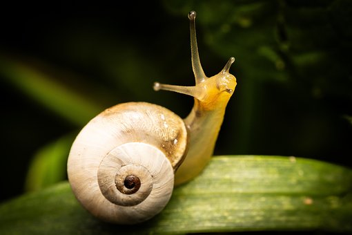 Free Snail Shell photo and picture