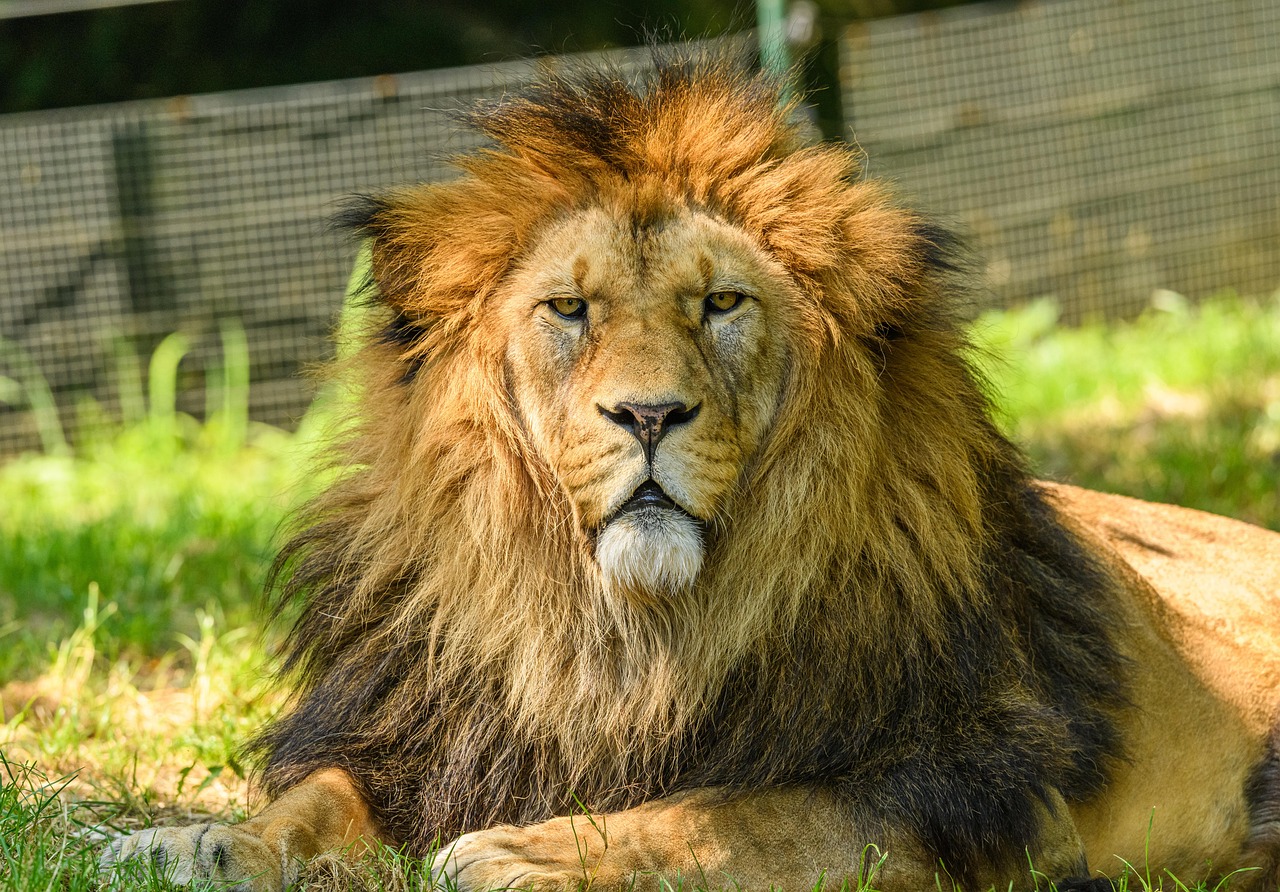Leone Felino Maschio Foto Gratis Su Pixabay Pixabay