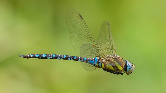 Free Migrant Hawker Dragonfly photo and picture