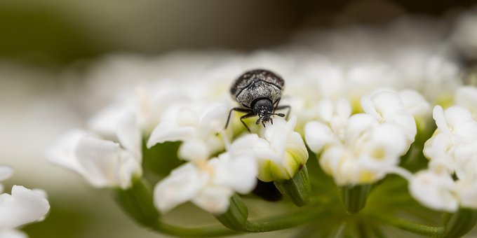 Free Beetle Insect photo and picture