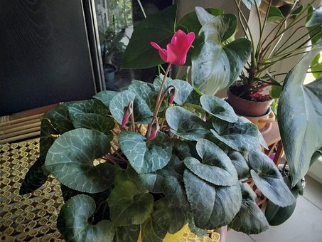 Free Cyclamen House Plants photo and picture