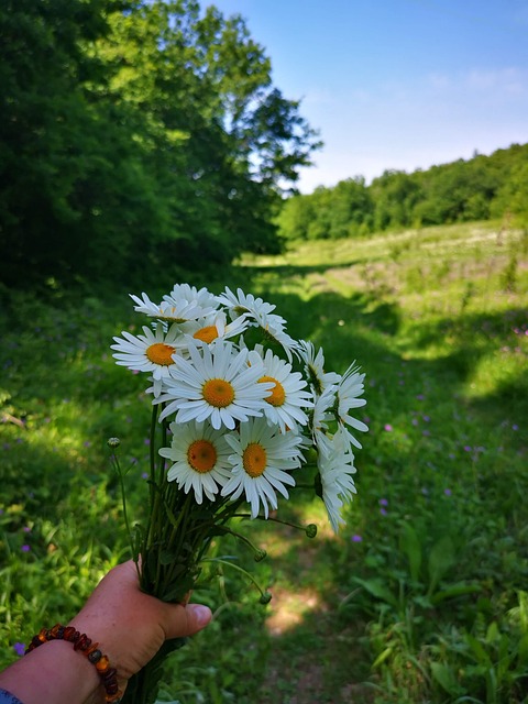 Free Chamomile Forest photo and picture